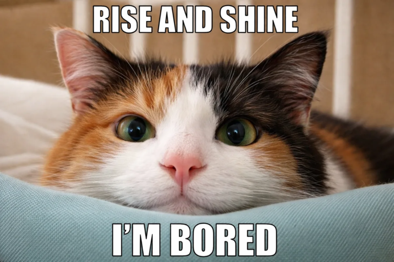 Cats vs Humans – Funny Cat Memes for Instant Laughs