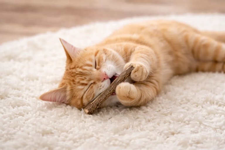 Organic Silver Vine (Matatabi) Cat Treats – A Natural Alternative to Catnip