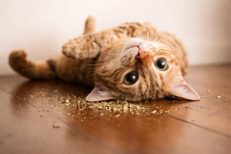 Catnip Treats for Cats – How and When to Use Them