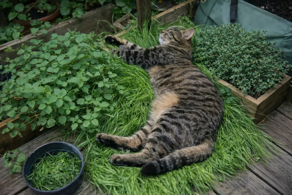 Cat lying in a patch of indoor cat grass in a small apartment garden setup