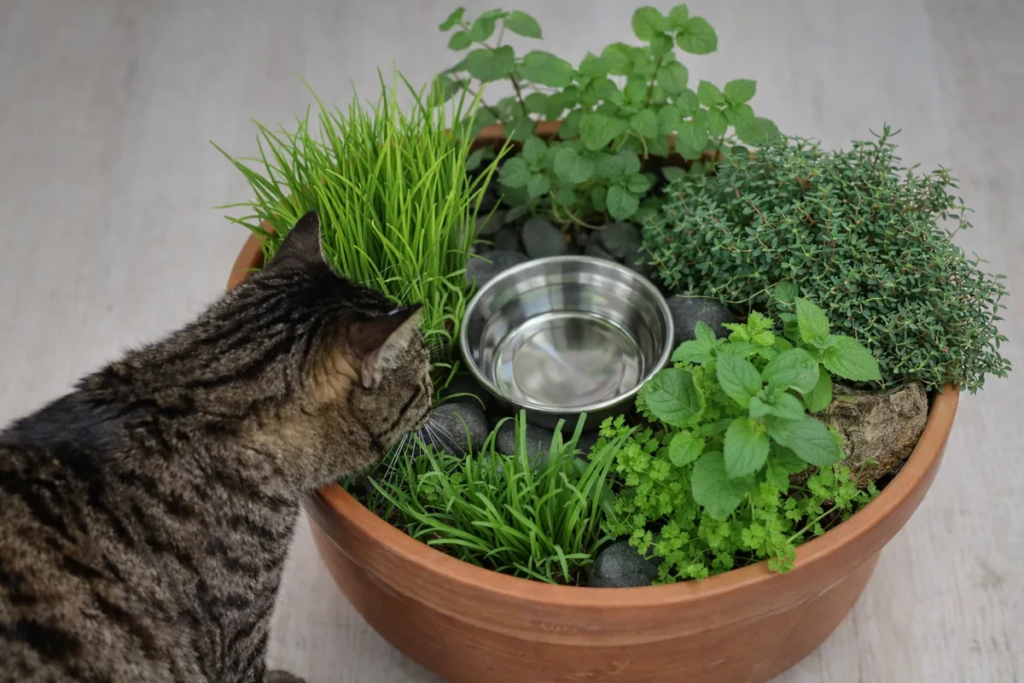 Small space indoor cat garden in a terracotta bowl with cat grass and catnip